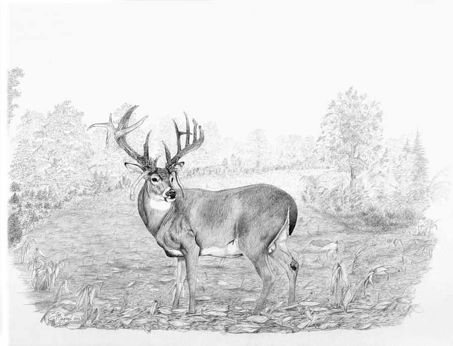 Whitetail Drawing at PaintingValley.com | Explore collection of ...