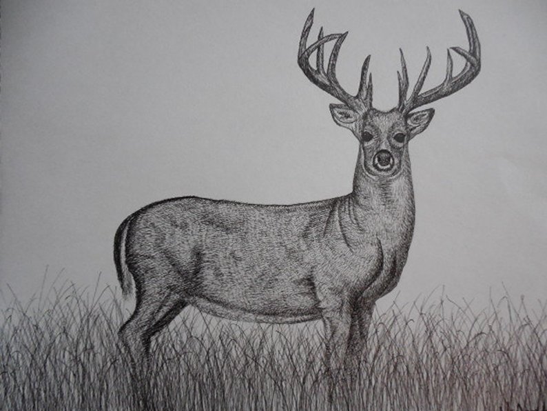 794x596 Original Pen And Ink Whitetail Deer Drawing Etsy - Whitetail Drawing