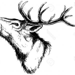 300x300 Png White Tailed Deer Clip Art Vector Graphics Drawing Sohadacouri - Whitetail Drawing
