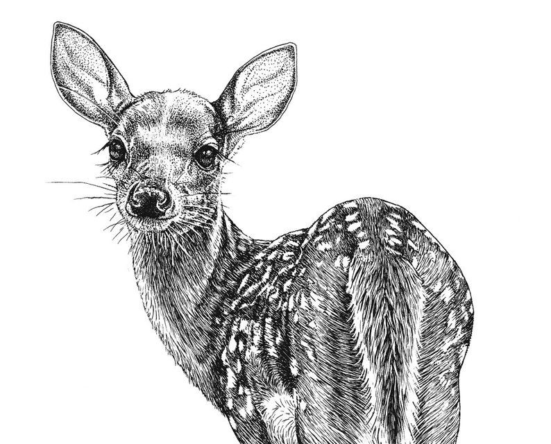 794x640 Small Whitetail Fawn Animal Baby Art Print Pen Ink Drawing Etsy - Whitetail Drawing