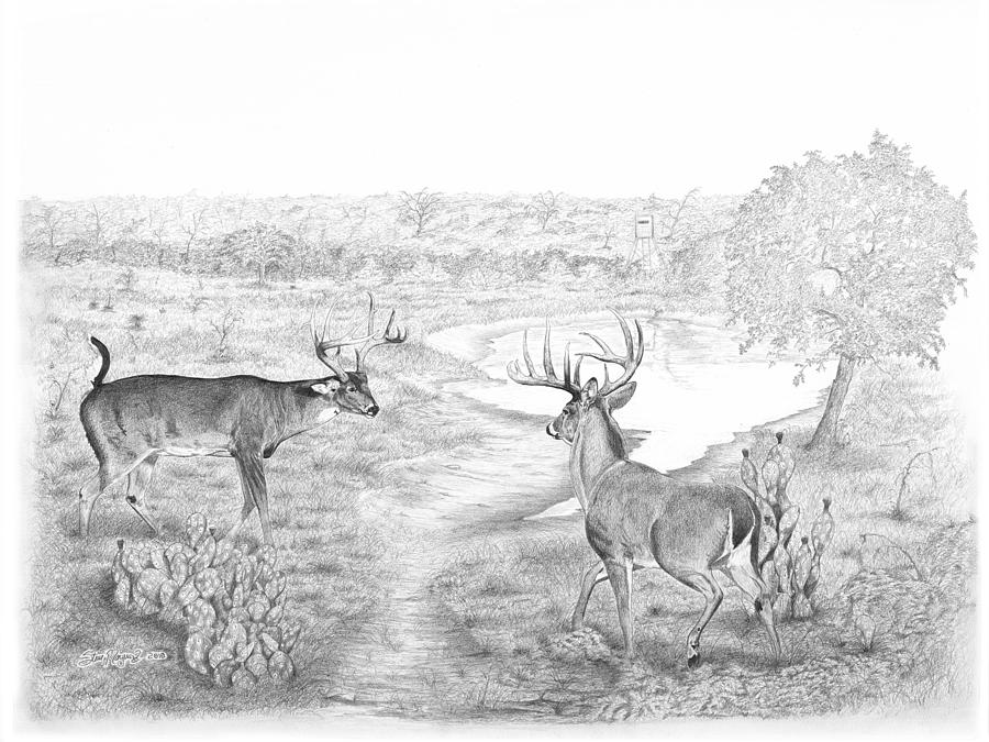 900x675 South Texas Stand Off Drawing - Whitetail Drawing