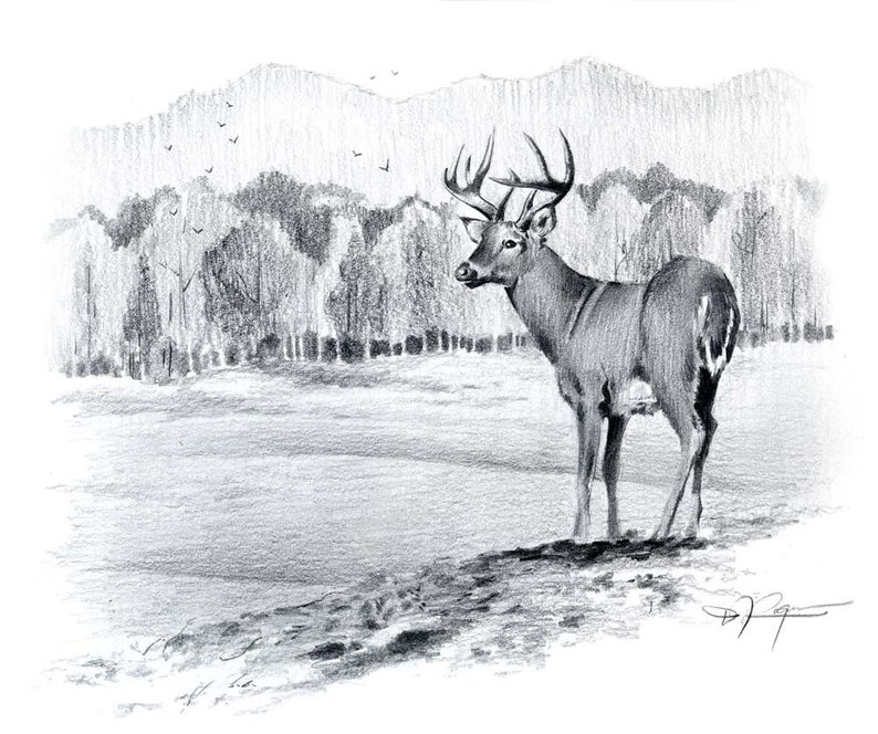 794x664 Whitetail Buck Pencil Drawing Art Print - Whitetail Drawing