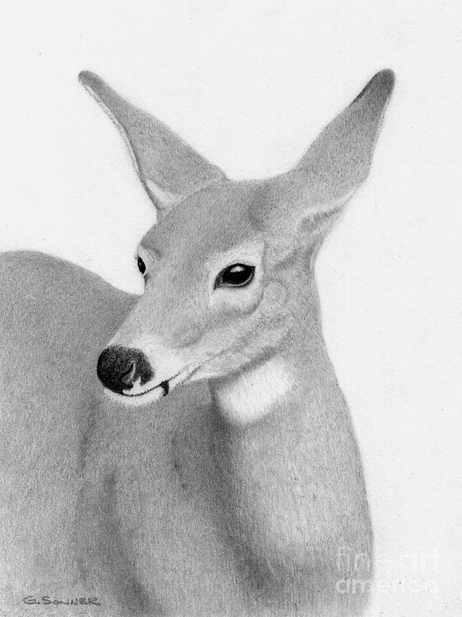 674x900 Whitetail Beauty Drawing - Whitetail Drawing