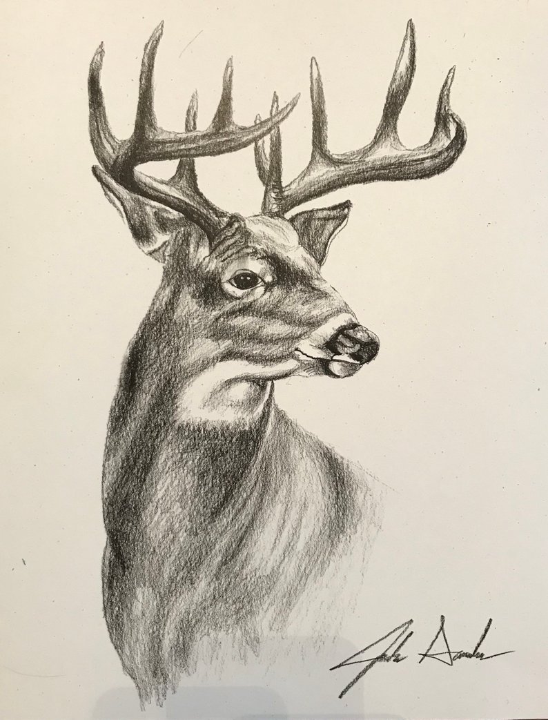 Whitetail Drawing at Explore collection of