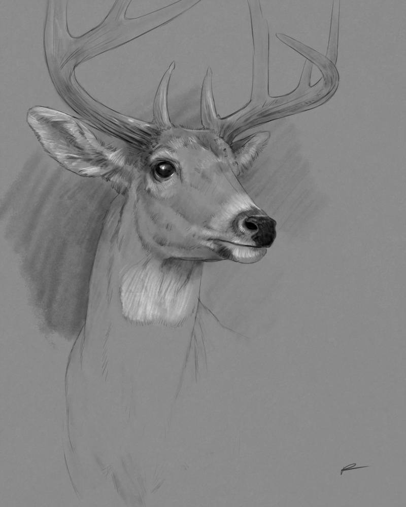 800x1000 Whitetail Deer Drawing - Whitetail Drawing