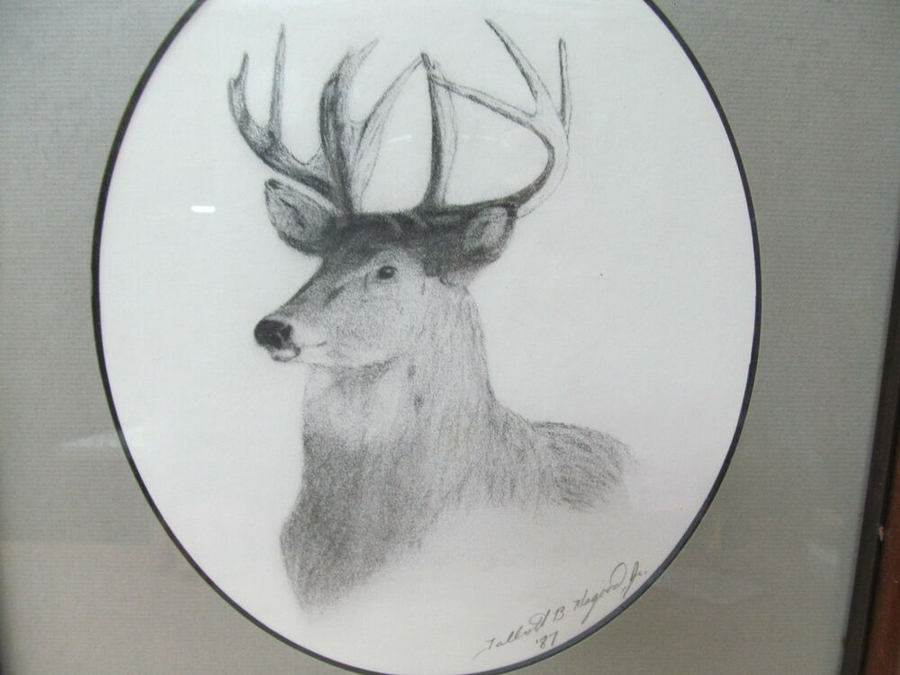 1000x750 Whitetail Charcoal Drawing Original Art Wildlife Artist - Whitetail Drawing