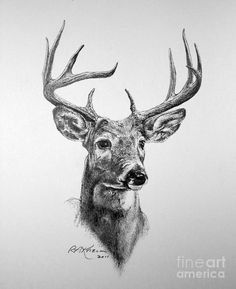 236x289 Deer Artwork - Whitetail Drawing