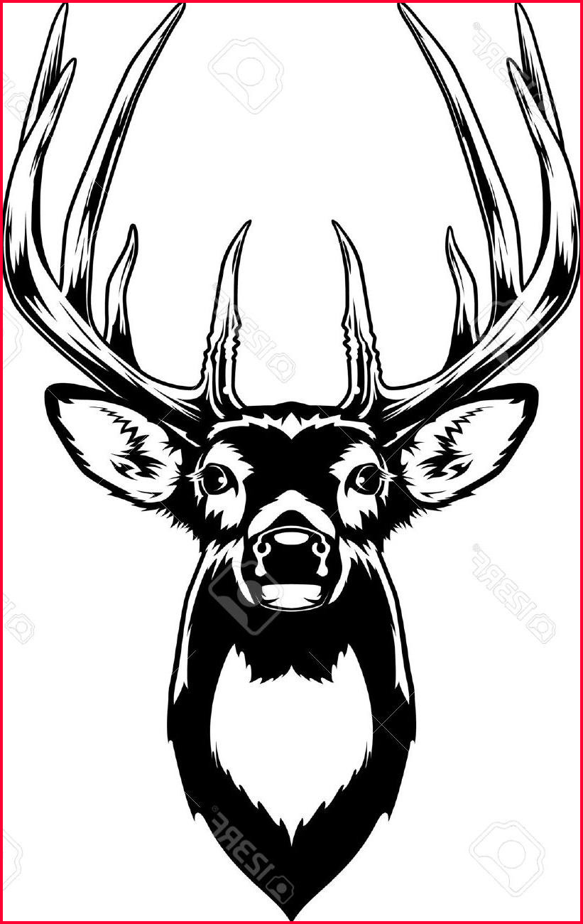 821x1300 Deer Head Drawing Drawing A Buck Best Hd Whitetail Deer - Whitetail Drawing