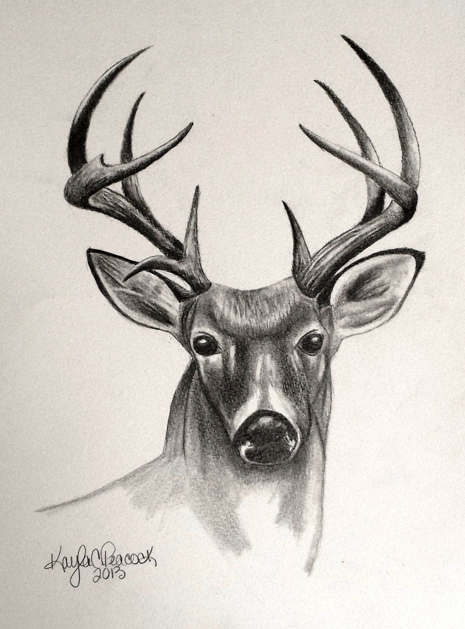 1521x2059 Drawings Of Whitetail Deer - Whitetail Drawing