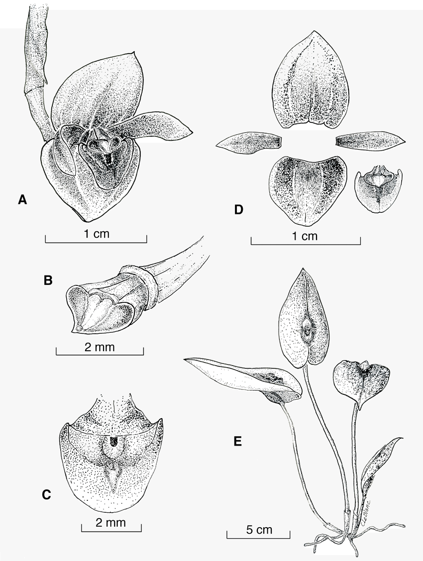 850x1128 drawing of pleurothallis rubrifolia a whole flower b column - Whole Drawing