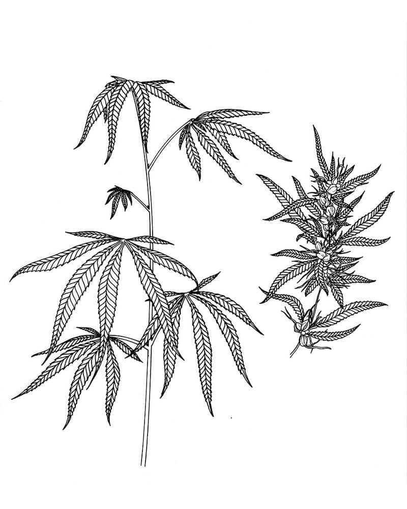 800x1000 Illustrations For Wicked Bugs Coloring Book - Wicked Tree Drawings