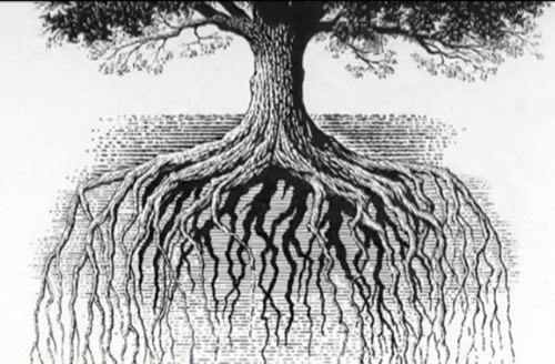 500x328 Prado - Wicked Tree Drawings