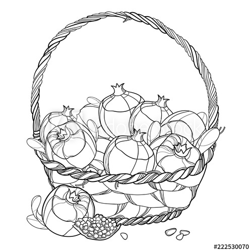 500x500 vector wicker basket of outline pomegranate fruit, ornate leaf - Wicker Basket Drawing