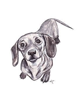 286x348 dachshund friendly and curious art dachshund drawing, weenie - Wiener Dog Drawing