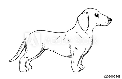 500x326 drawing of dachshund dog - Wiener Dog Drawing