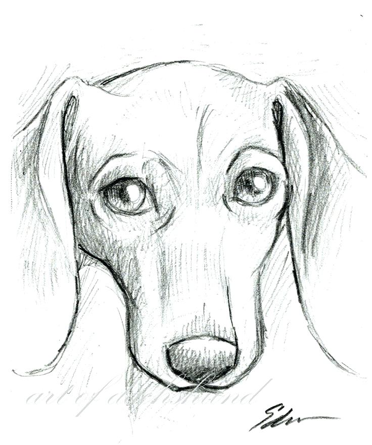 Wiener Dog Drawing at Explore collection of Wiener