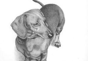 300x210 wiener dog drawing best dachshund drawing images - Wiener Dog Drawing