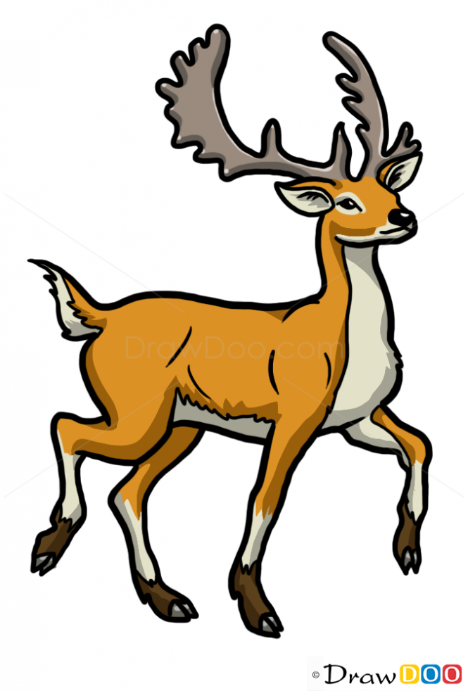 665x982 how to draw deer, wild animals - Wild Animals Drawing