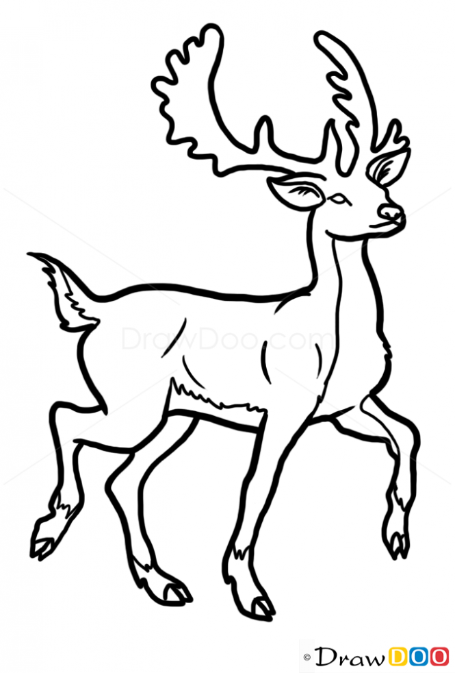 665x982 how to draw deer, wild animals ideeeeee drawings, deer drawing - Wild Animals Drawing