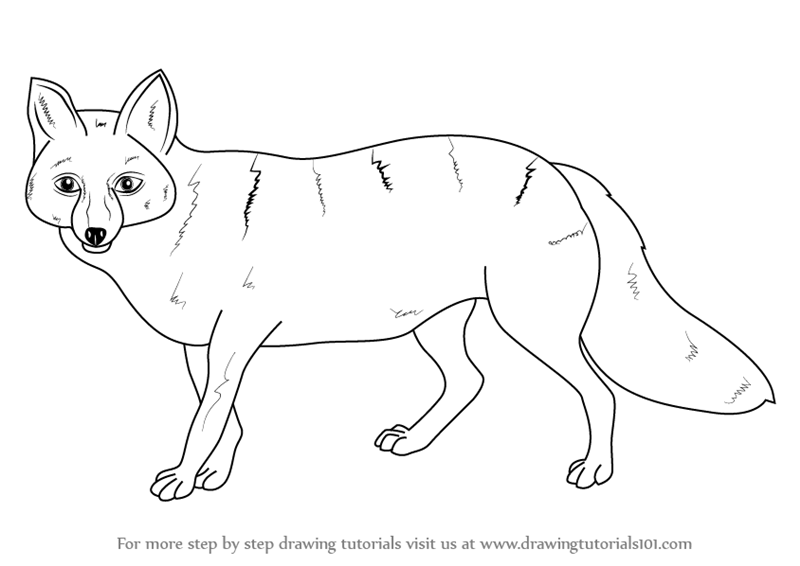 800x566 Learn How To Draw A Pampas Fox - Wild Animals Drawing