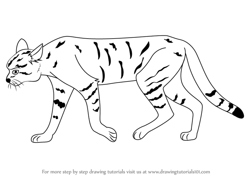 800x566 Learn How To Draw An African Wildcat - Wild Animals Drawing