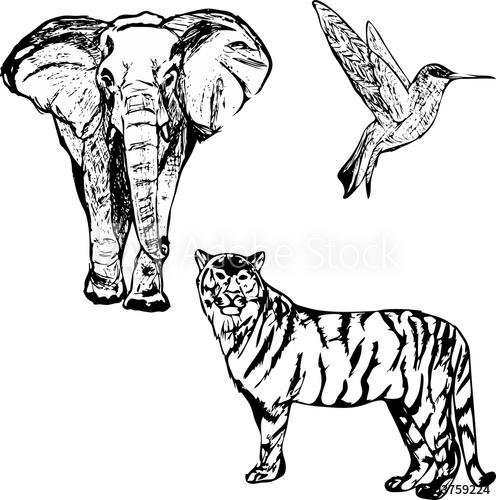 496x500 set of vector wild animals, drawing - Wild Animals Drawing