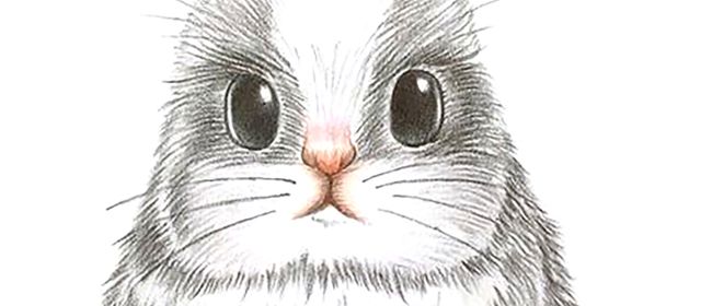 650x280 Studio One Toi - Wild Animals Drawing