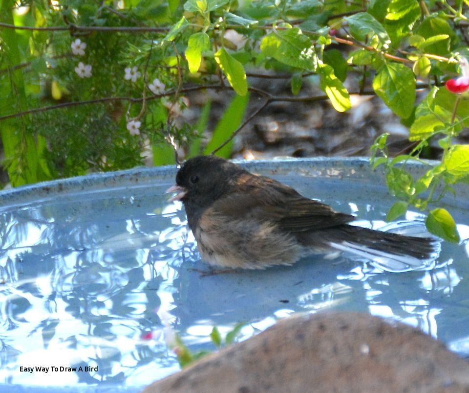 960x803 Easy Way To Draw A Bird How Do Wild Birds Keep Cool In Summer - Wild Bird Drawings