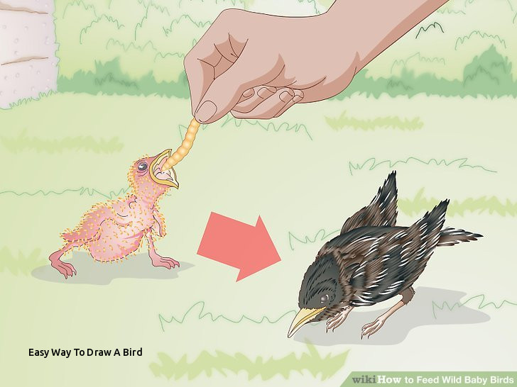 728x546 Easy Way To Draw A Bird How To Feed Wild Baby Birds With Wikihow - Wild Bird Drawings