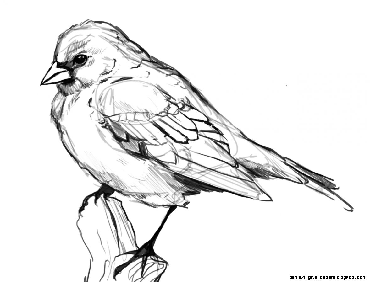 1177x899 Flying Bird Drawings - Wild Bird Drawings