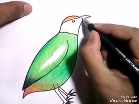 480x360 Hooded Pitta Bird - Wild Bird Drawings