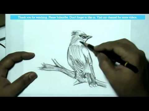 480x360 How To Draw A Beautiful Wild Bird With Charcoal Pencil Yzarts - Wild Bird Drawings