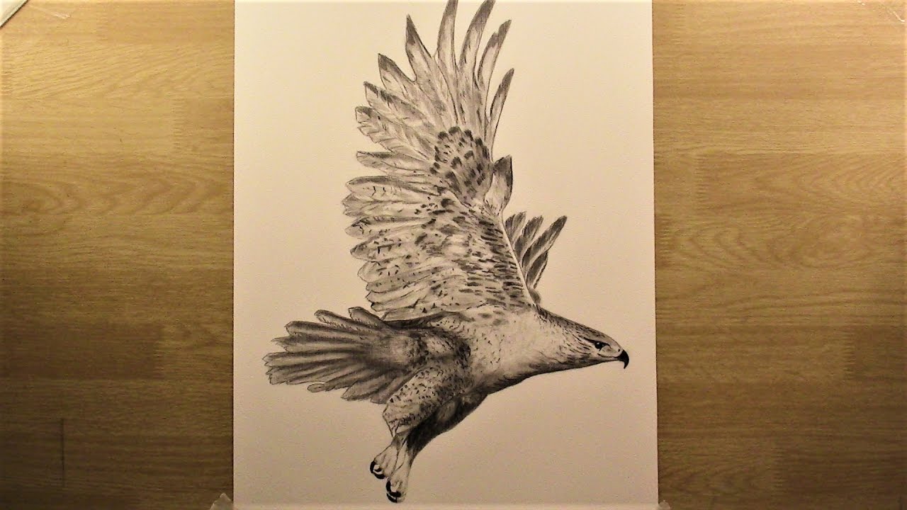 1280x720 How To Draw A Flying Falcon Wild Bird - Wild Bird Drawings
