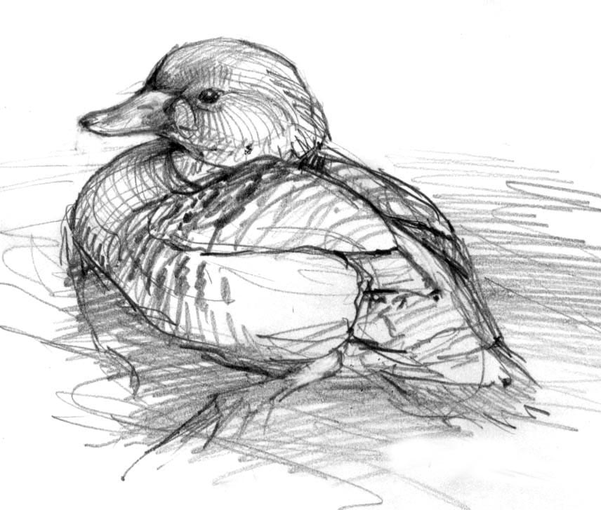 856x727 North American Bird Sketches Drawing The Motmot - Wild Bird Drawings