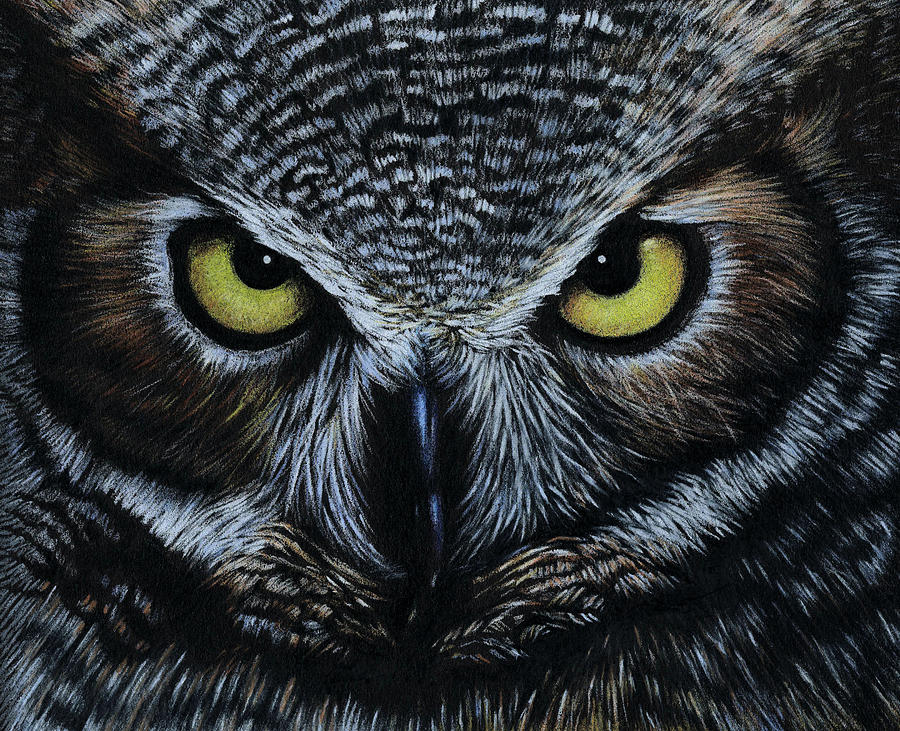 900x731 Owl Drawing - Wild Bird Drawings
