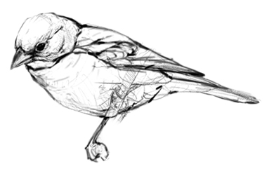 383x241 Painting The Bird With Bling Drawing The Motmot - Wild Bird Drawings