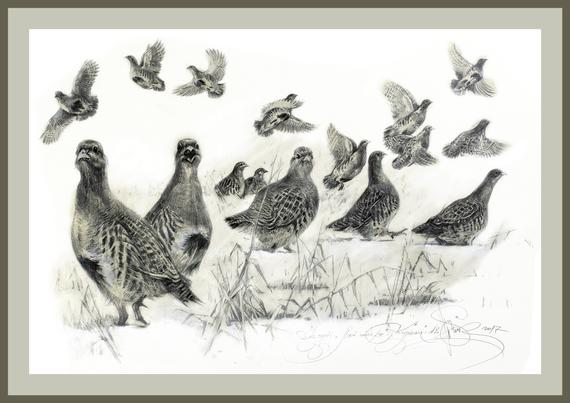 570x403  - Wild Bird Drawings