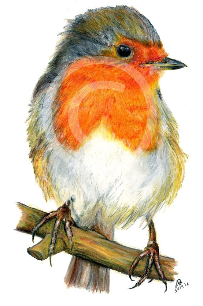 664x1000 Robin Red Breast Art Print, British Garden Bird, Of Watercolour - Wild Bird Drawings