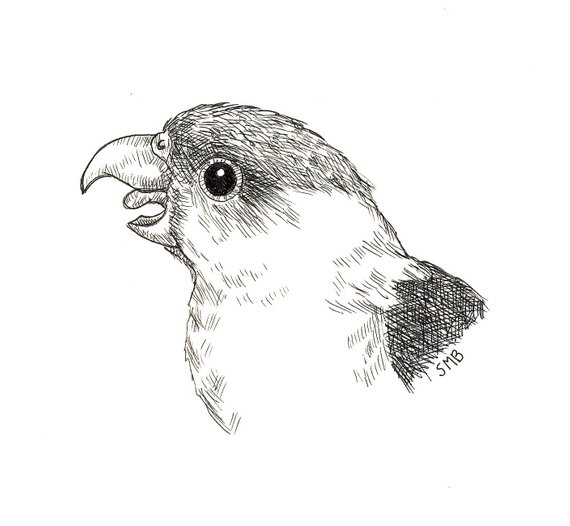 570x526 Sally's Drawings - Wild Bird Drawings