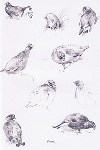 200x300 Wild Bird Drawings Fine Art America - Wild Bird Drawings