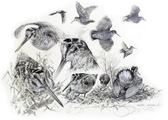 570x409 Woodcocks Signed Print, Bird Drawing, Wildlife Animal Art, Wild - Wild Bird Drawings