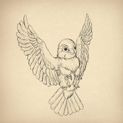 400x400 Drawing Picture Of Wild Animals Archives - Wild Bird Drawings