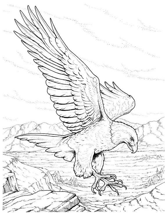 575x735 wild eagle sketches eagles lions of the sky - Wild Bird Drawings