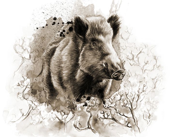 Wild Boar Drawing at Explore collection of Wild