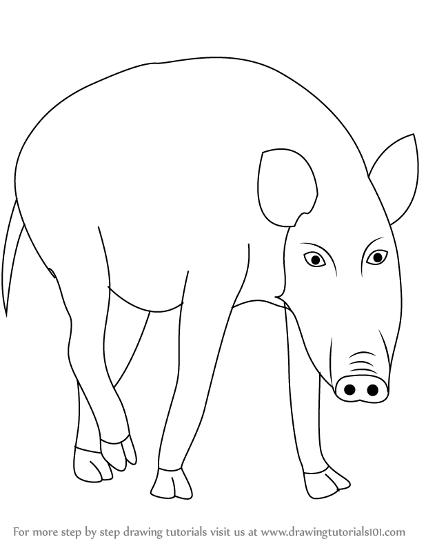 618x791 learn how to draw a wild boar - Wild Boar Drawing