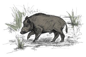 300x200 mythology and folklore of wild boar trees for life - Wild Boar Drawing