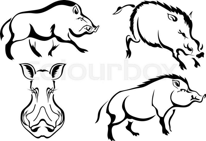 800x546 Set Of Black Vector Images Of Wild Stock Vector Colourbox - Wild Boar Drawing