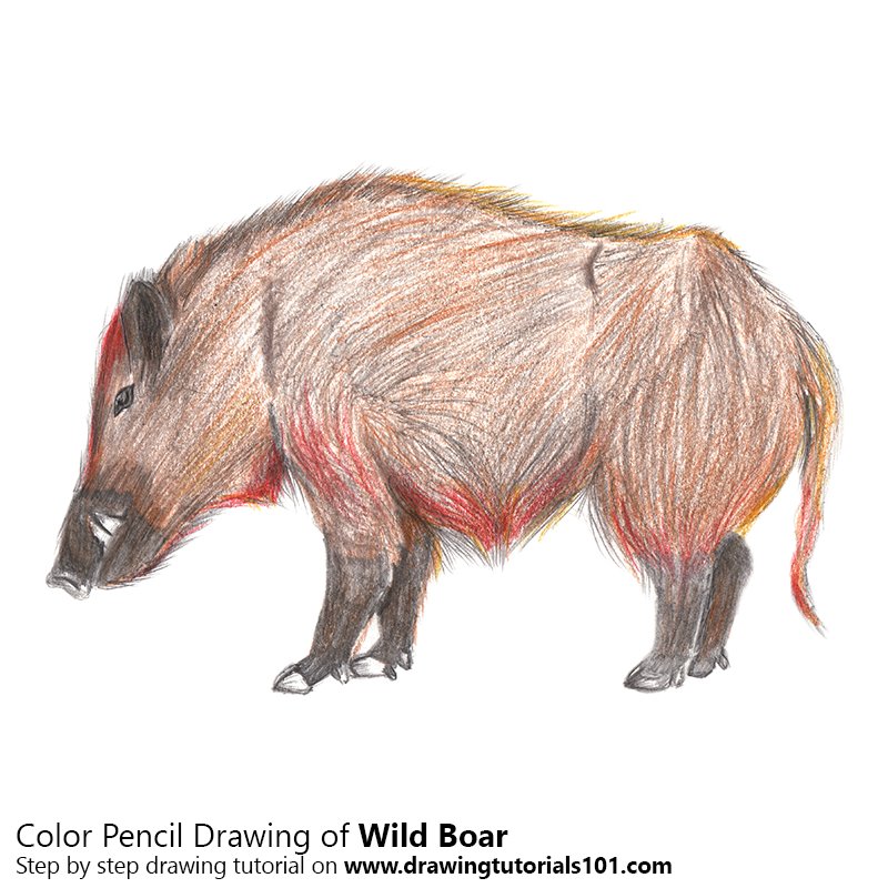 800x800 wild boar colored pencils - Wild Boar Drawing