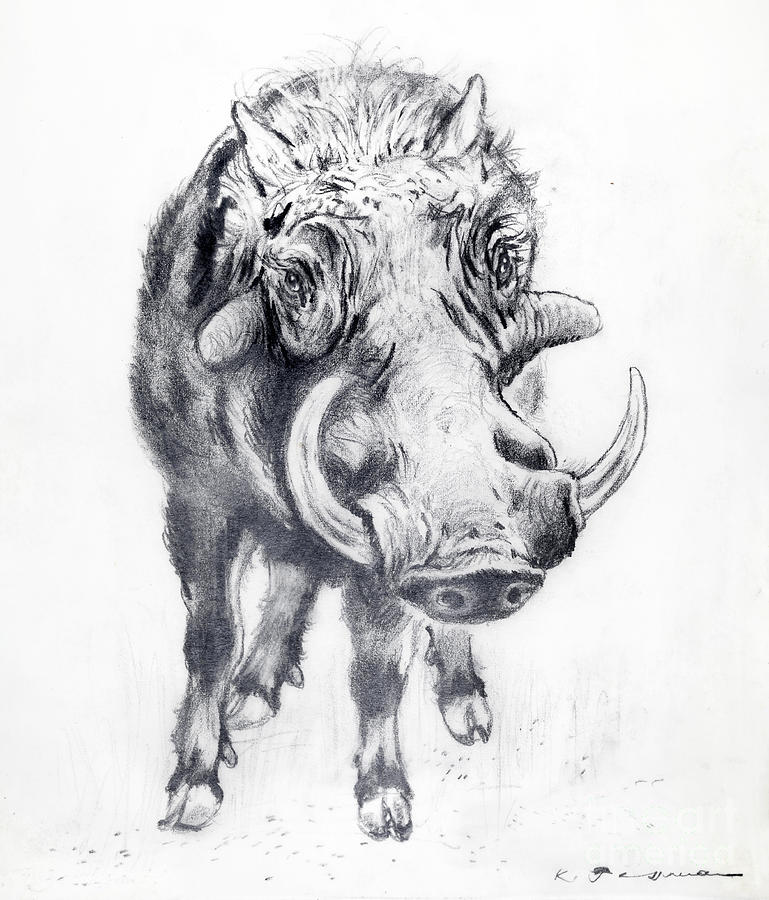 769x900 wild boar drawing - Wild Boar Drawing