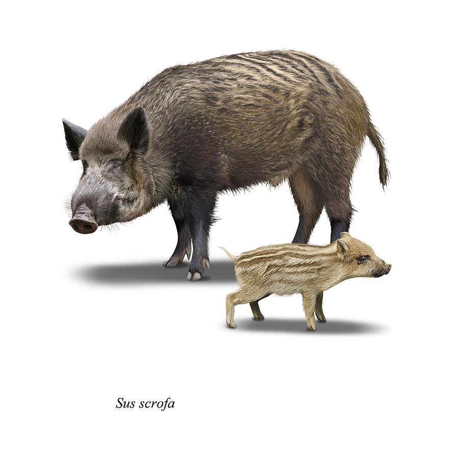 889x900 wild boar drawing - Wild Boar Drawing